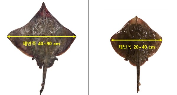 국립수산과학원, 서해 홍어의 산란기·성장특성 등 생활사 밝혀